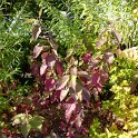 Cornus alba automne P25